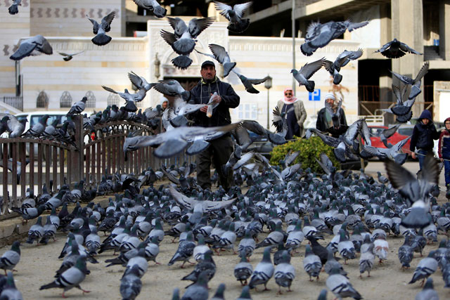 A man feeds pigeons in Damascus, Syria, on Saturday (Reuters photo by Ali Hashisho)