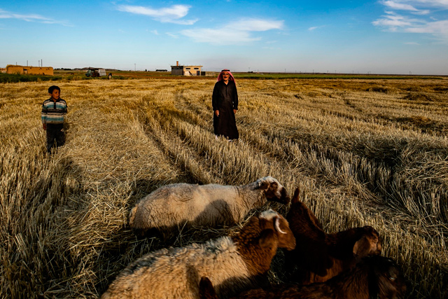A photo taken on May 21 shows a farmer and his goats in a field in Syria's north-eastern region of Hasakeh (AFP photo)