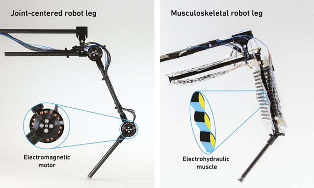 While conventional robotic legs are driven by an electromagnetic rotary motor (left) (left), for their musculoskeletal system the researchers use electrohydraulic actuators – i.e. artificial muscles (right) (AFP photo)