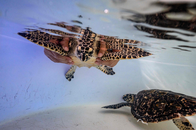 This photo  taken on November 23 shows a marine biologist carrying a hawksbill turtle at the Phuket Marine Biological Centre in Phuket (AFP photo)