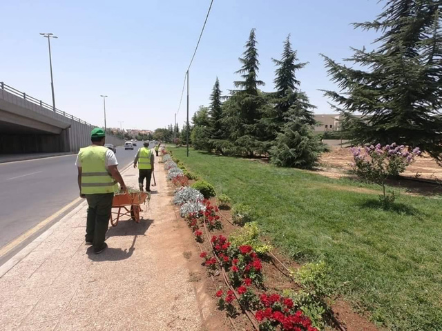 The Greater Amman Municipality’s plant nurseries provided 90 per cent of trees and shrubs utilised in the agricultural projects carried out this year and were not affected by the ongoing coronavirus pandemic, according to an official (Photo courtesy of GAM Facebook page)