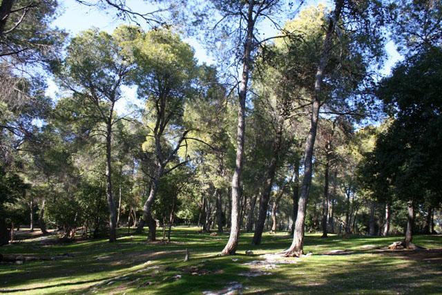 The national afforestation project, launched by the Ministry of Environment in cooperation with the Ministry of Agriculture, aims to plant 10 million trees during the next decade, according to Minister of Environment and Minister of Agriculture Saleh Kharabsheh (JT file photo)