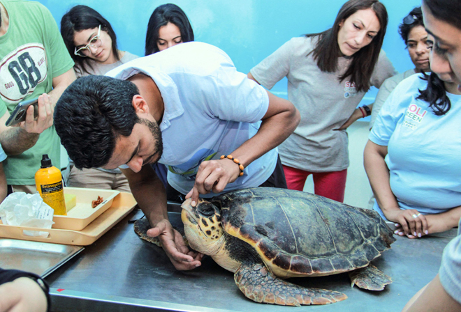 A scientist checks a sea turtle before releasing it into the sea on Saturday, in the Tunisian coastal city of Sfax, about 270km southeast of the capital Tunis  (AFP photo)
