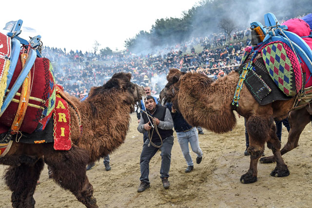 People try to push camels to fight during the contest of Selcuk Camel wrestling festival in the town of Selcuk, near the western Turkish coastal city of Izmir, on Sunday (AFP photo)