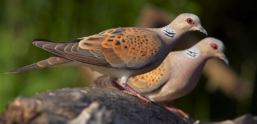 Adult turtle doves feed on the ground, mainly on cereal and wildflower seeds and the occasional insect (Photo courtesy of www.arkive.org)