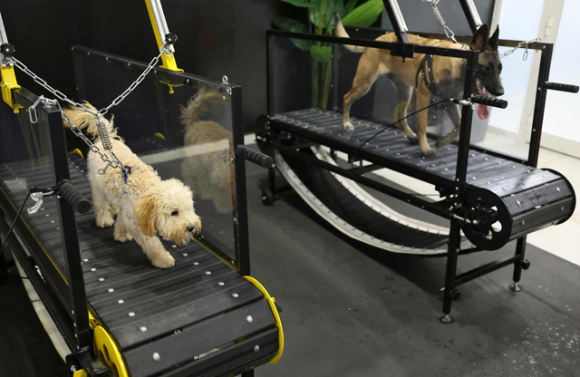 Dogs run on a treadmill at the 'Posh Pets' boutique and spa in Abu Dhabi, on August 16 (AFP photo)