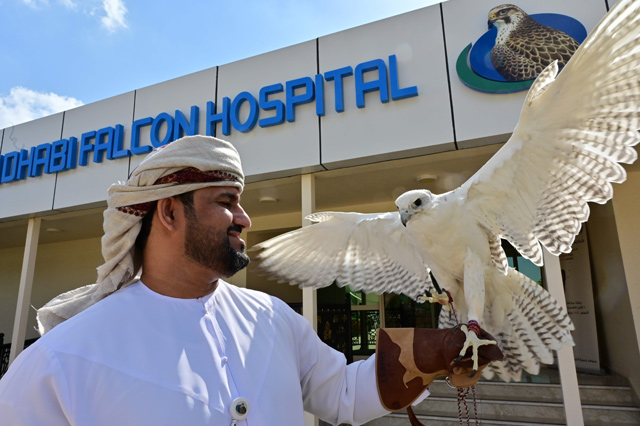 The owner of a falcon holds the bird of prey in front of the Abu Dhabi Falcon Hospital on January 27  (AFP photo)