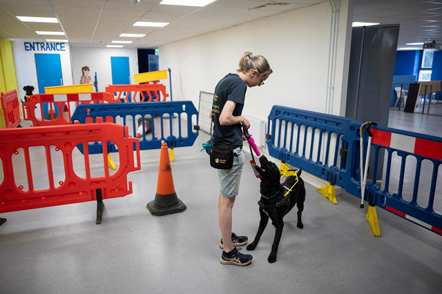Guide Dog Trainer Zoey Scott teaches Monte, a trainee guide dog, at The Guide Dogs for the Blind Association’s ‘Regional Centre Midlands’ in Leamington Spa, central England, on June 16 (AFP photo by Oli Scarff)