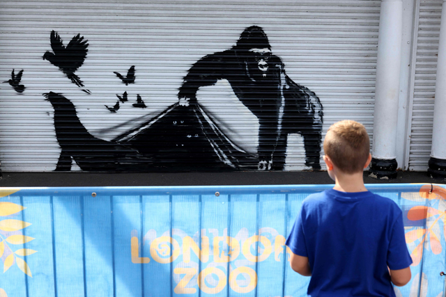 A child looks at an artwork by street artist Banksy, the ninth to released in nine days, depicting a gorilla releasing animals, on the front of a shutter outside London zoo, on Tuesday (AFP photo)