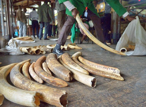 The CITES conference aims to tighten rules on trade in elephant ivory and other endangered animal and plant species (AFP photo)