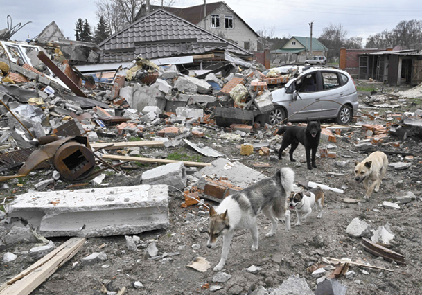 Dogs walk among debris at the site of a destroyed house in Bohdanivka village, northeast of Kyiv, on Tuesday (AFP photo)