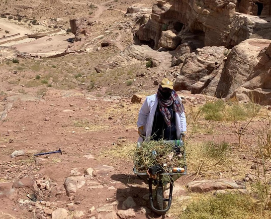   Cash-for-Work team member Ibtisam Masadeh clears a trail, pushing a wheelbarrow full of shrubs (Photo courtesy of UNESCO)