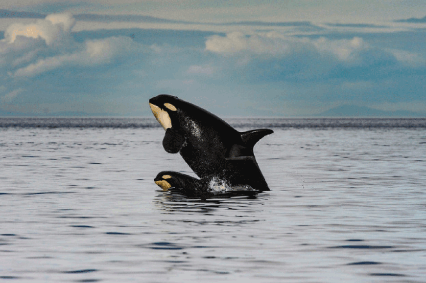 A mother orca and son (AFP photo)