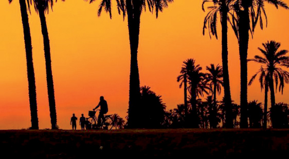  Iraqi farmers inspect palm trees in Iraq’s southern port city of Al Faw (AFP photo)