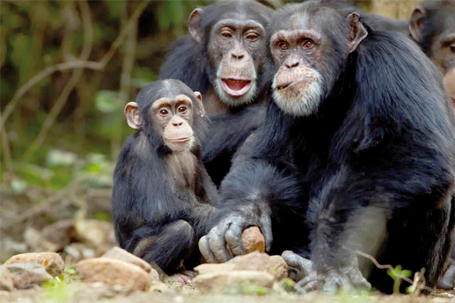 Western chimpanzees cracking open nuts on stones in the Mount Nimba Strict Nature Reserve in Guinea (AFP photo)