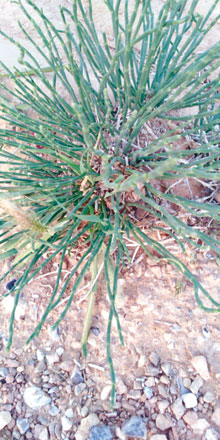 Anabasis Siriaca, a shrub found in a desert that is used instead of a soap for hair washing (Photo by Fawzi Abudanah)