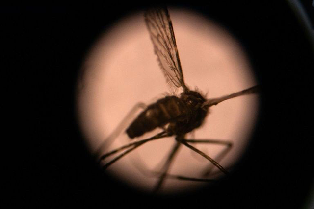 Sub-Saharan Africa accounts for nearly 95 percent of all the world's malaria cases and deaths  (AFP photo)