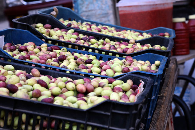 The Jordan Food and Drug Administration has conducted 320 field visit examinations and has sent 60 samples for laboratory tests since the beginning of the olive season (Photo by Osama Aqarbeh)