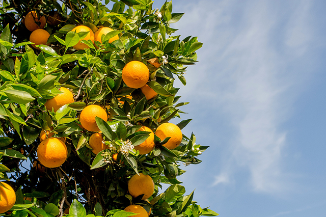 The project aims to bridge the gap between demand and local production year-round (Photo courtesy of unsplash.com)