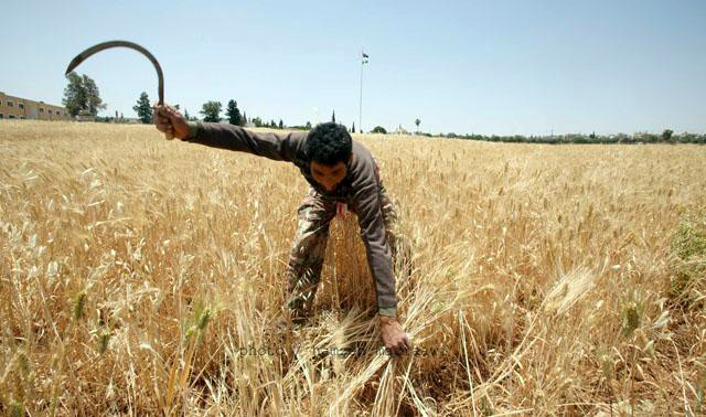 Ministry of Industry, Trade and Supply urged its directors in all governorates around the Kingdom to store wheat, barley and bran in their main affiliated mills at full capacity (JT file photo)