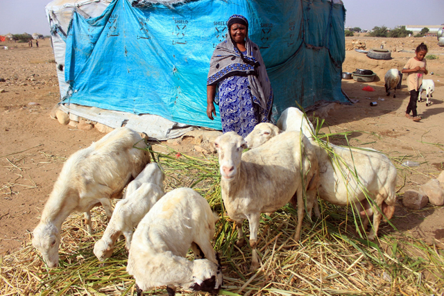 A Yemeni woman watches her sheep graze at a makeshift camp for the internally displaced in the northern Hajjah province, on Sunday  (AFP photo)
