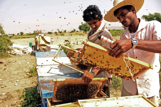 Beekeepers at work producing 'Yemen's gold' in Hajjah province (AFP photo)