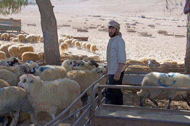 The Agriculture Ministry announced a rise in sheep exports with the addition of Kuwait as a new destination (Photo by Amjad Ghsoun)