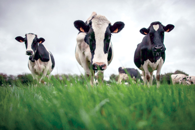 Beef was calculated to account for some 25 per cent of food emissions (AFP photo)