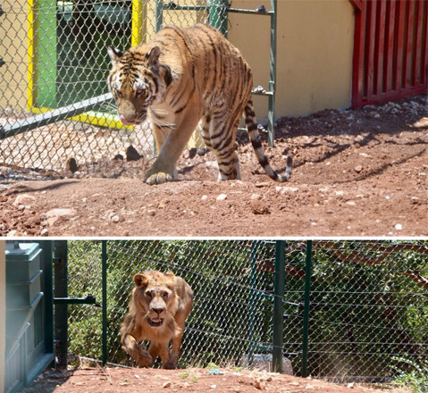 Thirteen traumatised animals from a Syrian zoo are being hosted at Jerash’s Al Mawa for Nature and Wildlife (Photos by Muath Freij)