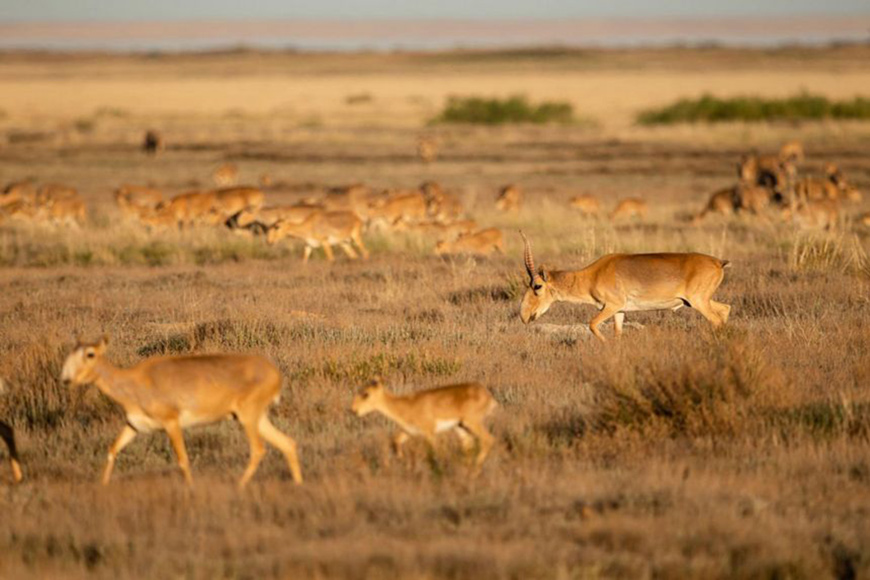 Kazakhstan’s saiga antelope population has bounced back in the last two years  (AFP photo by Abduaziz Madyarov)