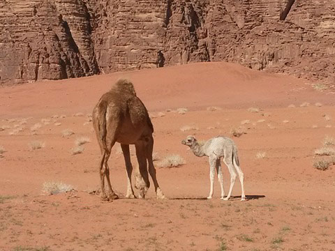 The bedouin way of life is closely connected to the desert and its creatures, and their livelihood depends on camels and sheep (Photo by Ahmed Bani Mustafa)
