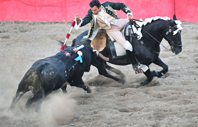 Cavaleiro places the velco-tipped bandeirilha on the velcro pad on back of the bull during Portuguese-style bloodless bullfights in California on July 10 (AFP photo by Frederic J. Brown)