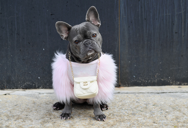 A French bulldog named Magnolia wears a Chanel pouch outside Spring Studios during the New York Fashion Week  on February 16, 2021  (AFP photo by Angela Weiss)