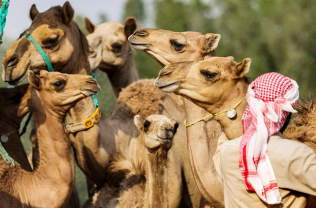 Known as ‘ships of the desert’, and once used for transport across the sands of the Arab Peninsula, camels are symbols of traditional Gulf culture  (AFP photo)