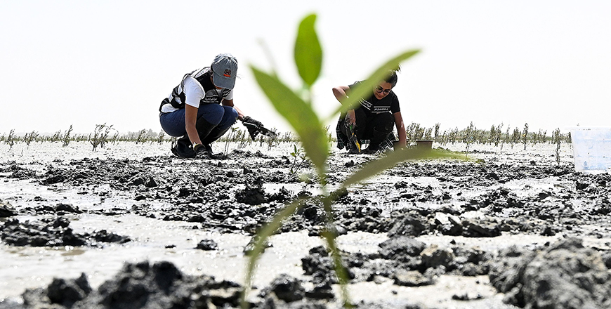 Kuwaiti volunteers plant black mangrove trees at the Al Jahra nature reserve, north of Kuwait City on May 6, 2025, part of a reforestation campaign (AFP photo)