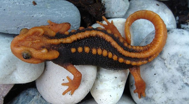  Undated photo of new species of newt, called Tylototriton anguliceps, found in Chiang Rai, Thailand (AFP photo)