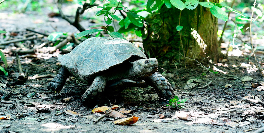  An Asian giant tortoise walks at the Turtle Conservation Centre at a forest reserve in Rajendrapur on  October 12 (AFP photo by Munir Uz Zaman)