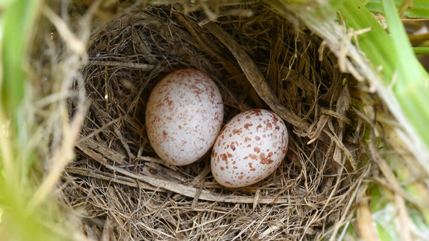 Spot the fake: The egg on the right belongs to the zitting cisticola bird, but the one of the left is a cuckoo finch forgery (AFP photo by Claire N. Spottiswoode)