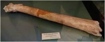 Bones of the pterosaurs were discovered in Rusaifa’s phosphate mine in 1942, according to Jordanian historian Muhammad Waheeb (Photo courtesy of Muhammad Waheeb)