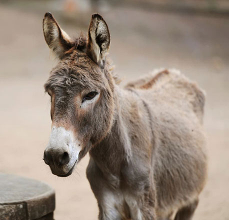 Gelatin from donkey hides is used to make ejiao, a traditional Chinese remedy  (AFP photo)