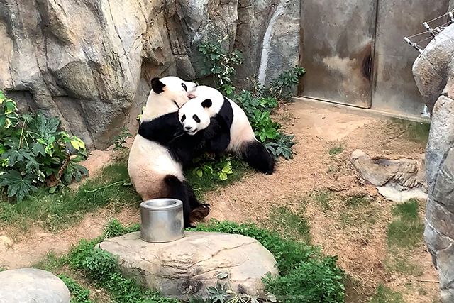 This handout photo provided by Ocean Park Hong Kong on Tuesday shows giant pandas Ying Ying and Le Le at Ocean Park in Hong Kong on Monday (AFP photo)