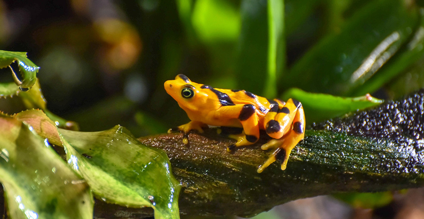 Endangered  Panamanian golden frog (Photo courtesy of wordpress.com)