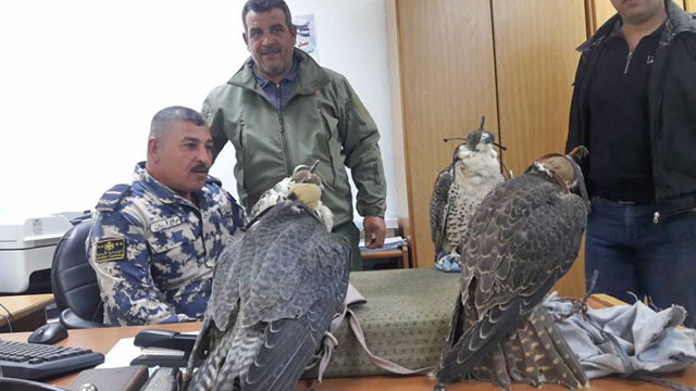 The seized and confiscated falcons are being rehabilitated before being released into the wild or sent back to the country of origin (Photo courtesy of the RSCN Facebook page)