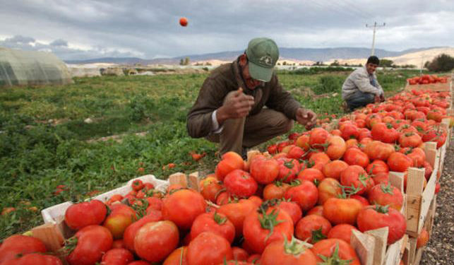 Farmers are seen working in a farm in the Jordan Valey in this undated photo (JT file photo)