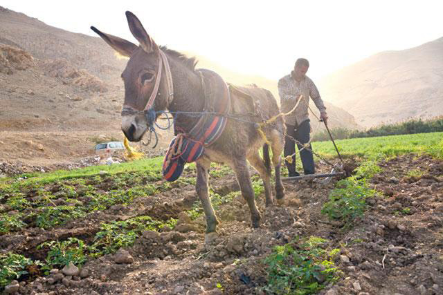 A farmer ploughs his field in Southern Shuneh in this photo taken on January 12, 2018 (JT file photo)