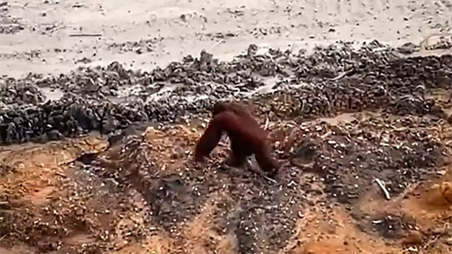 Footage of a seemingly confused orangutan roaming the desolate site of an Indonesian coal mine (AFP photo)