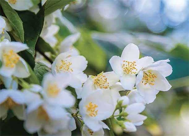 Coral jasmine | Jordan Times