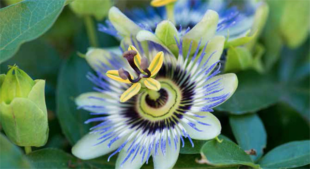 Photo courtesy of Family Flavours magazine