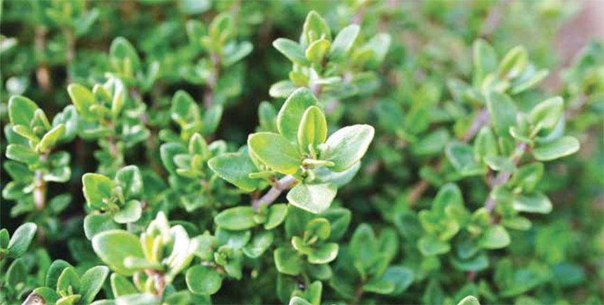 Photo courtesy of Family Flavours magazine