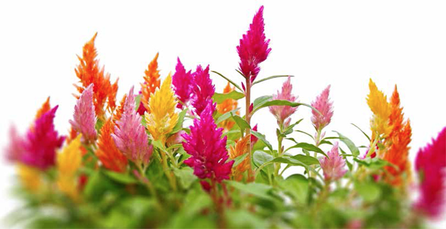 Photo courtesy of Family Flavours magazine